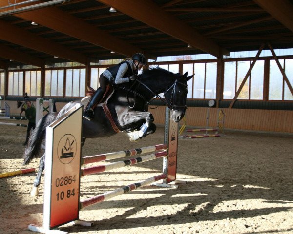 horse Zidane M (KWPN (Royal Dutch Sporthorse), 2004, from Solitair)