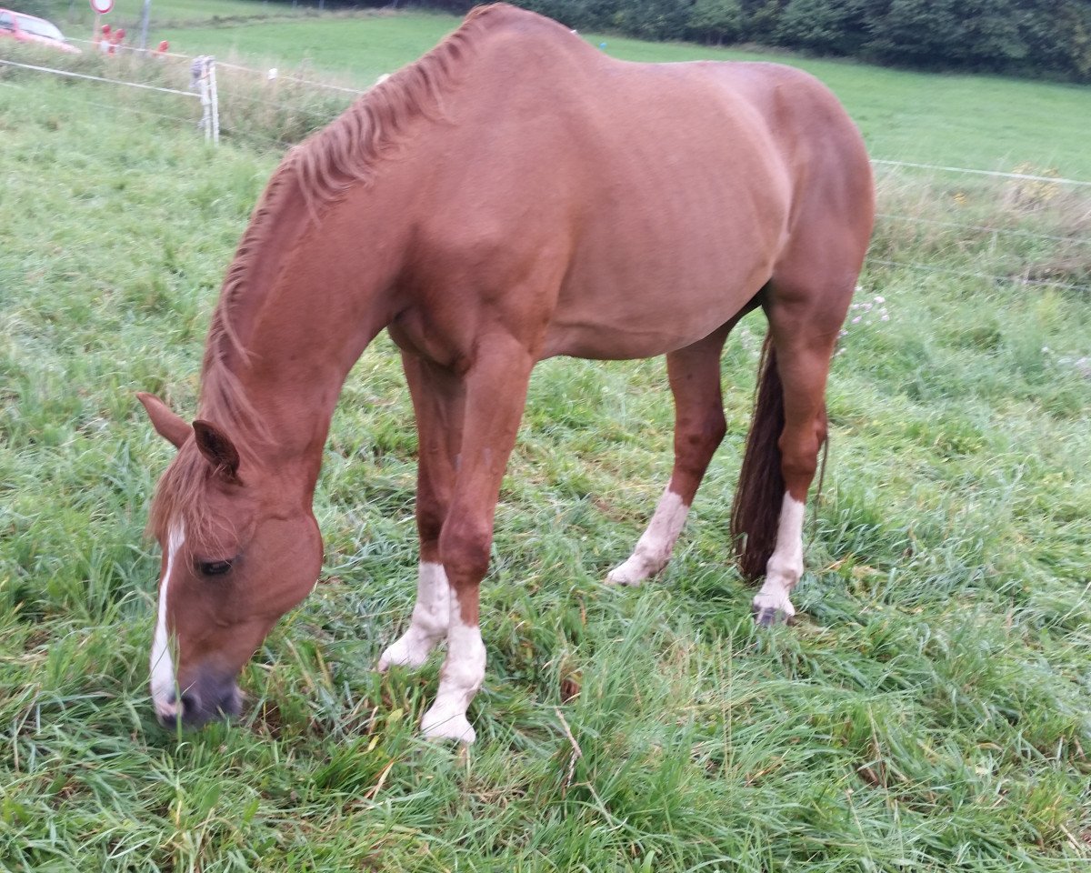 horse Rubens Valentino (Hessian Warmblood, 1998)