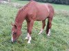 jumper Rubens Valentino (Hessian Warmblood, 1998)