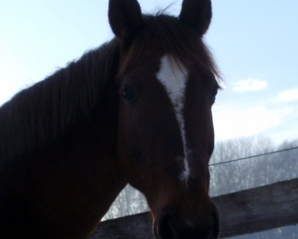 horse Lisa (Austrian Warmblood, 2004)