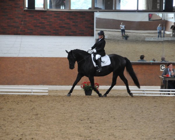 dressage horse Amy 252 (unknown, 2007)