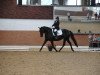 dressage horse Amy 252 (unknown, 2007)