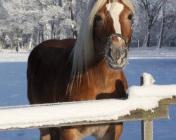 Pferd Mona (Haflinger, 2001, von Nevio)