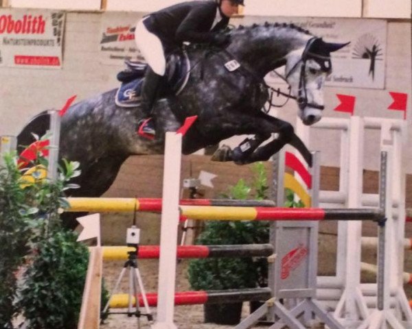 jumper Cuba Libre 60 (Hanoverian, 2010, from Calido I)