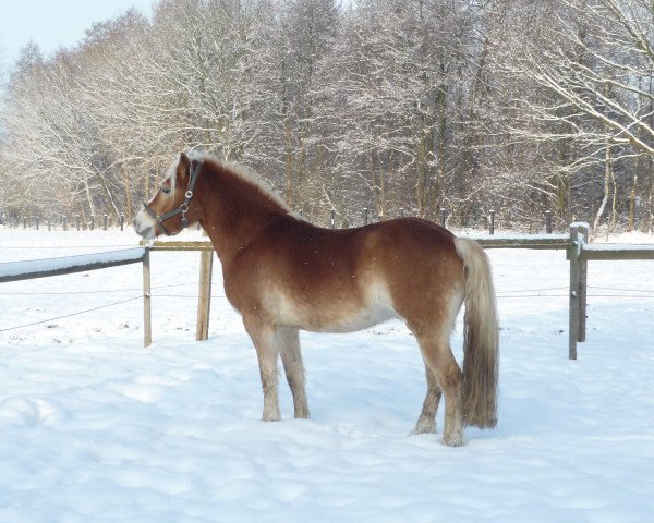 horse Montana (Haflinger, 2006, from Mailänder)