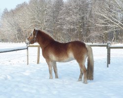 Pferd Montana (Haflinger, 2006, von Mailänder)