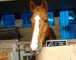 horse Pat Cash 9 (Westphalian, 1999, from Perrier)