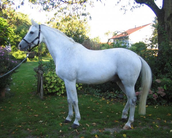 horse Capriati 6 (Bavarian, 2001, from Carlando I)