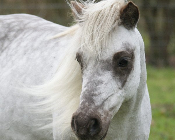 Pferd Wendy (Deutsches Classic Pony, 2000, von Winnetou vom Beikel)