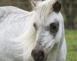 horse Wendy (German Classic Pony, 2000, from Winnetou vom Beikel)