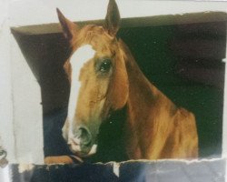 broodmare Duenengut (Hanoverian, 1967, from Duden II)