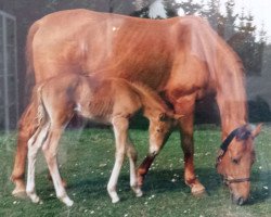 broodmare Duenenfee (Hanoverian, 1983, from Diadem)