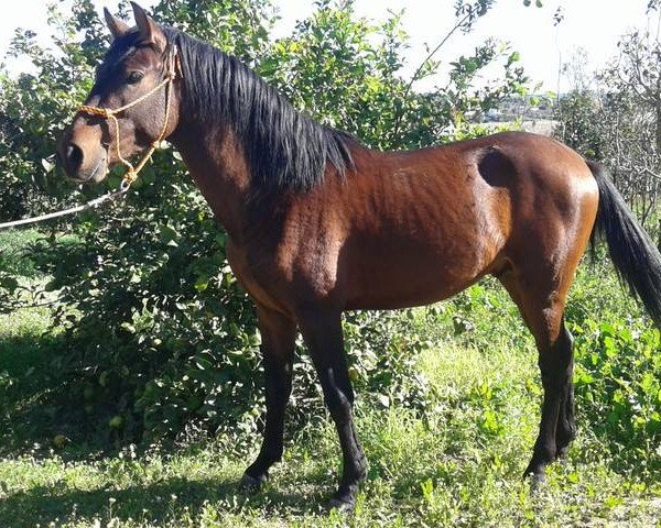 Pferd BANDOLERO (Pura Raza Espanola (PRE), 2014)