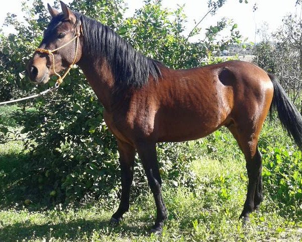 horse BANDOLERO (Pura Raza Espanola (PRE), 2014)