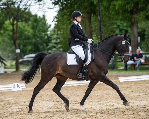 dressage horse Cinzano Earp (Zweibrücken, 2002, from Cesano II)