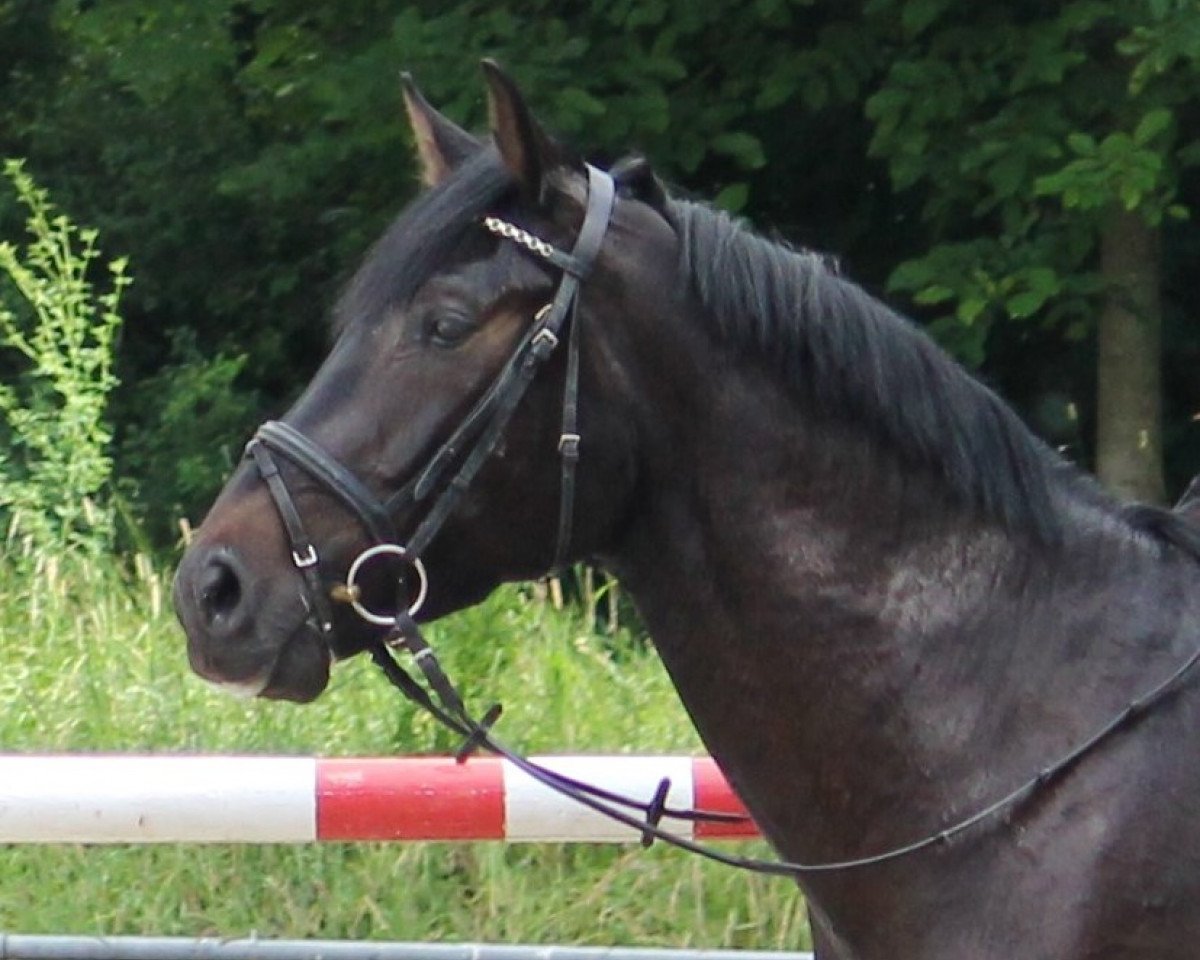 jumper Diamant de la Nuit (Oldenburg show jumper, 2009, from Diarado)