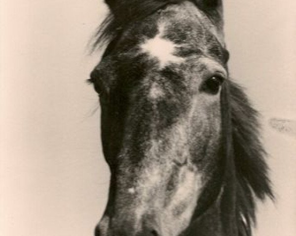 horse Sanicula xx (Thoroughbred, 1977, from Kronzeuge xx)