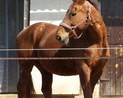 broodmare Cenderella (Hanoverian, 1998, from Cordoba)