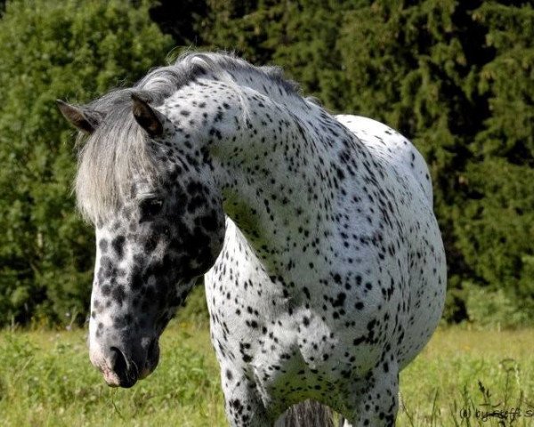 stallion Quintano vom Rosenhof (Knabstrupper, 2007, from Haldor af Coco)