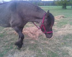 horse Lady Joy (Highland Pony, 2010, from Keiran of Dalbrack)