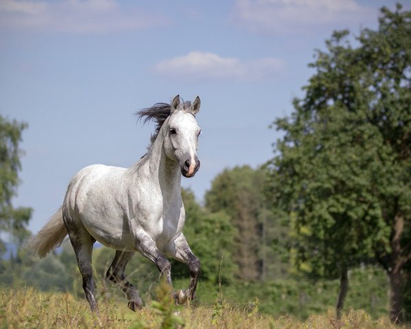 Pferd Paris 93 (Araber, 2006)