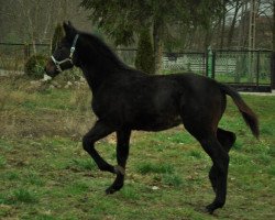 stallion Lamirado (Oldenburg show jumper,  , from Ramirado)