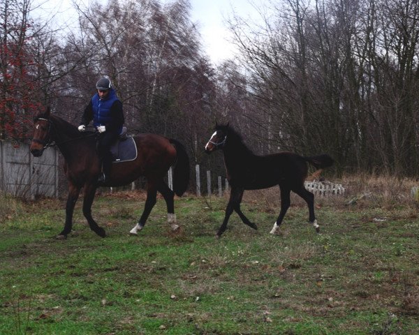 broodmare Miss Condina (Holsteiner, 1997, from Lorentin I)