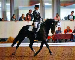 dressage horse Desperado Boy (Württemberger, 2001, from Dark Dream)