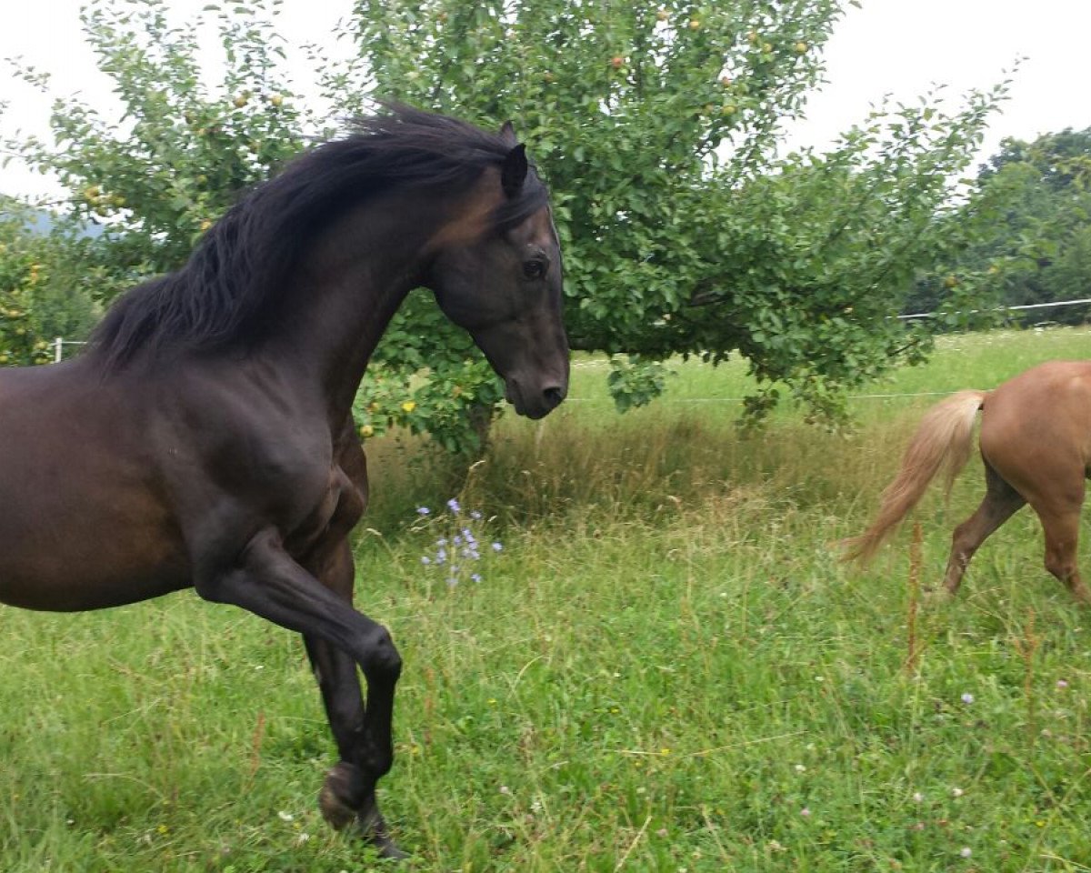 stallion Zafarjal ox (Arabian purebred, 1991, from Zyrius ox)
