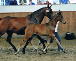 dressage horse For Finland (Oldenburg, 2015, from For Romance I)