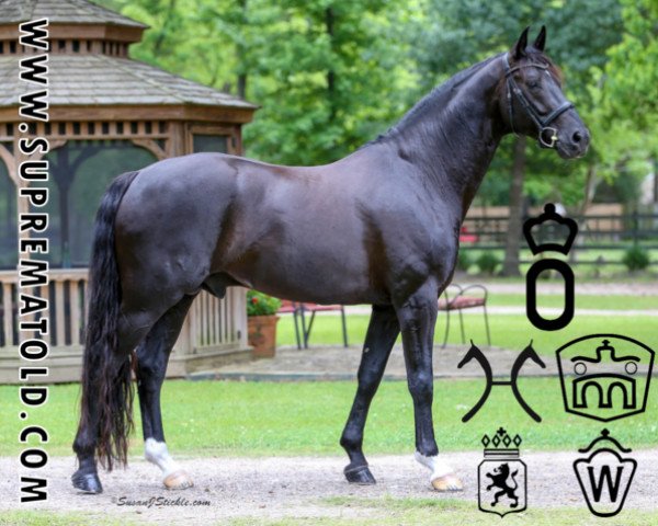 stallion Supremat OLD (Oldenburg, 2008, from Sandro Hit)