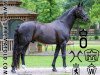 stallion Supremat OLD (Oldenburg, 2008, from Sandro Hit)