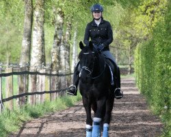 dressage horse Rosedale 2 (Westphalian, 2007, from Riccio)