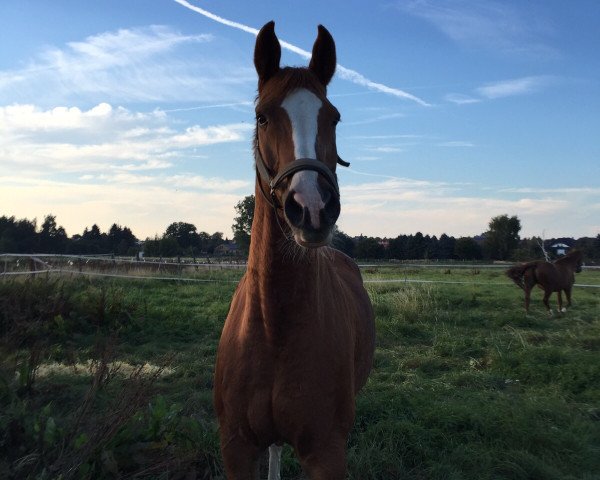 Springpferd Crazy sweet body (Deutsches Reitpferd, 2001, von Crazy true Colour)