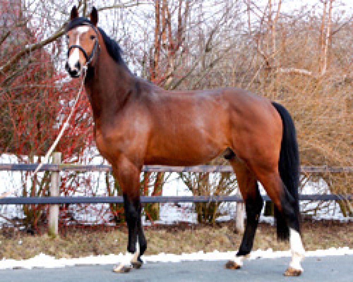 Deckhengst Bob (Hannoveraner, 2007, von Balou du Rouet)