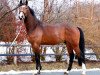 stallion Bob (Hanoverian, 2007, from Balou du Rouet)