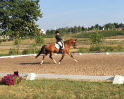 dressage horse Disco's Donar (Württemberger, 2004, from Disco-Tänzer)