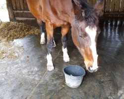 broodmare Paula (Oldenburg, 1994, from Prinzregent)