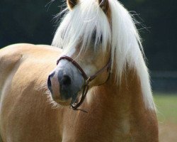 Pferd Mein Marquis (Haflinger, 1998, von Marquis (4,69% ox))