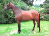 broodmare Fiala (Oldenburg, 2002, from Quando-Quando)