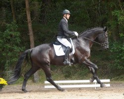 dressage horse Herzenswunsch 6 (Westphalian, 2008, from Hotline)