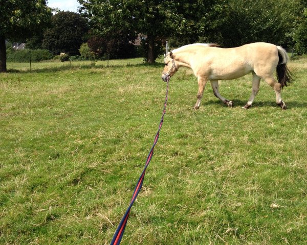 broodmare Hilly (Fjord Horse,  )