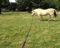 broodmare Hilly (Fjord Horse,  )