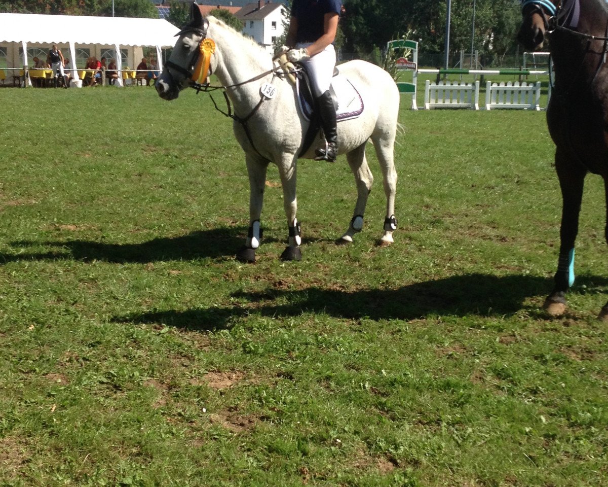 Springpferd Magic Merlin 11 (Pony ohne Rassebezeichnung, 1998, von Unbekannt PONY)