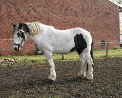 broodmare Cappy Lady (Tinker / Irish Cob / Gypsy Vanner, 2011, from Caesar Dusty)