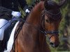 dressage horse Fajardo (Oldenburg, 2008, from Florencio I)