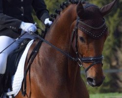 dressage horse Fajardo (Oldenburg, 2008, from Florencio I)