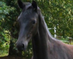 broodmare Una Diva (Trakehner, 2015, from E.H. Millennium)