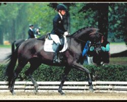 dressage horse Una Gracia (Trakehner, 2010, from Connery)