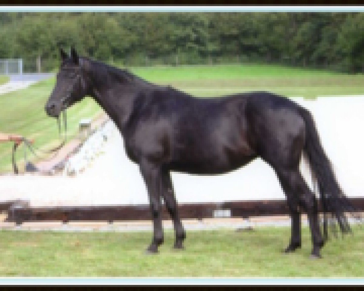 Zuchtstute Until Now (Trakehner, 1999, von Hohenstein I)